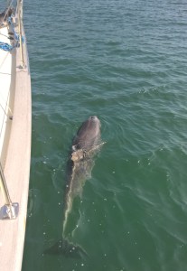 WP_20150405_13_16_04_Pro_edited